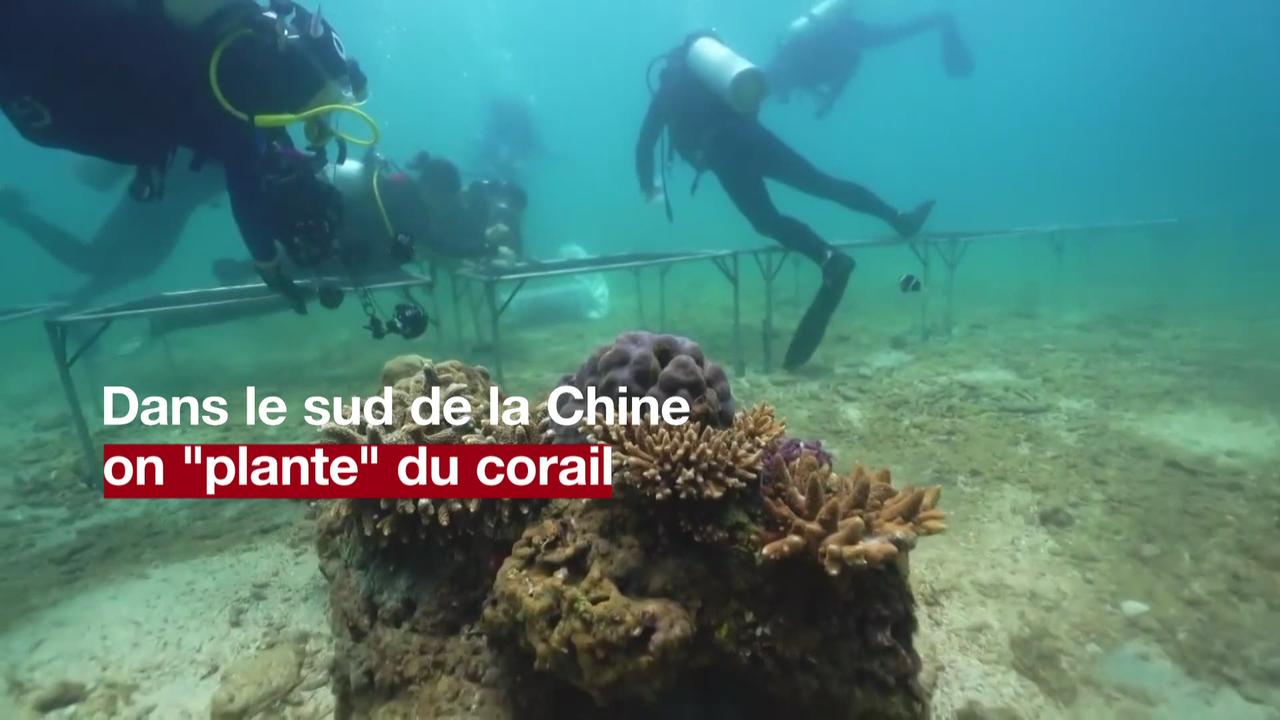 Des biologistes en Chine fixent des coraux pour créer de nouveaux récifs