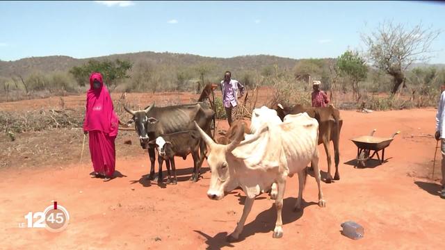 L’Unicef lance un appel à l’aide internationale pour lutter contre la sécheresse et les insécurités alimentaires en Afrique