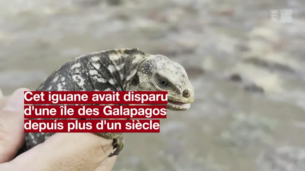 L'iguane terrestre "Conolophus subcristatus" se reproduit à nouveau aux Galapagos