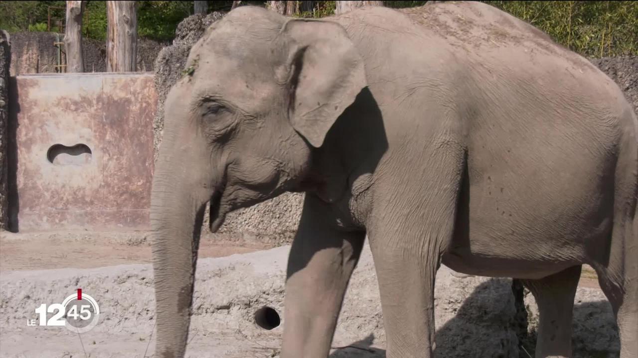 Le zoo de Zurich s'inquiète pour ses éléphants. L'un d'eux, victime d'un virus, a perdu la vie, un deuxième est gravement malade.