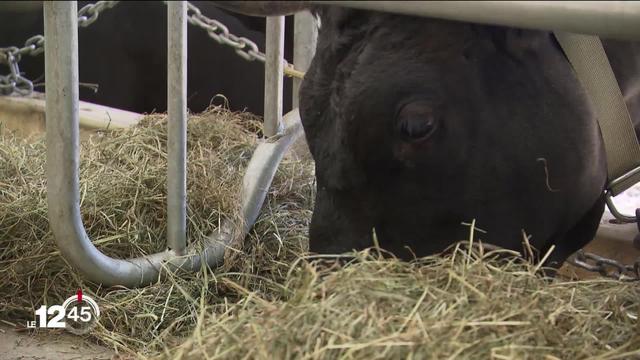 Malgré la belle vitrine du combat des reines d’Hérens, le Valais dot lutter contre le déclin des races de vaches autochtones