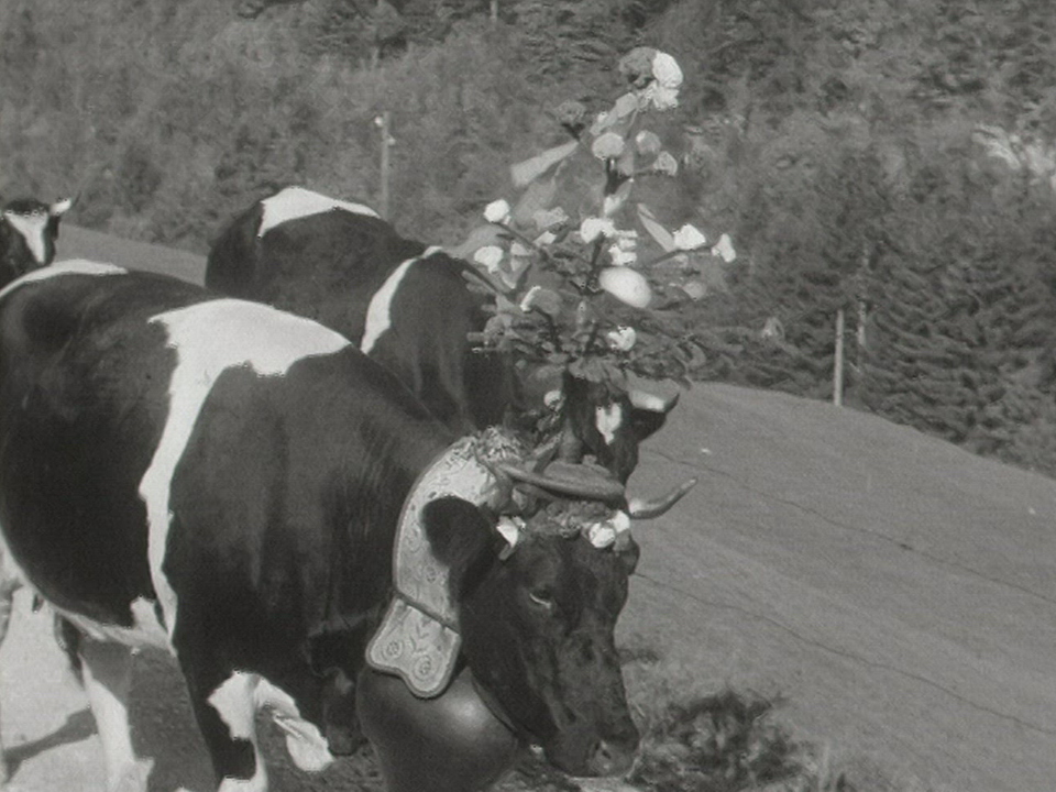 La désalpe en pays fribourgeois