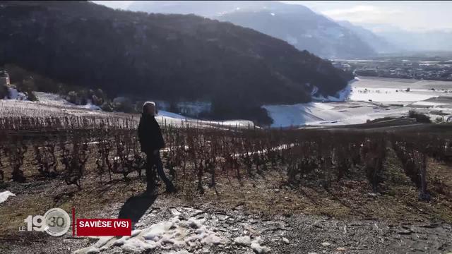 La viticulture valaisanne enregistre sa pire vendange, en quantités, depuis le début des statistiques en 1966