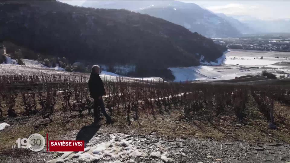 La viticulture valaisanne enregistre sa pire vendange, en quantités, depuis le début des statistiques en 1966