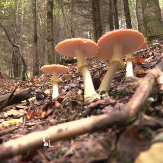 Des cours en forêt avec des experts pour percer le secret des champignons [RTS]