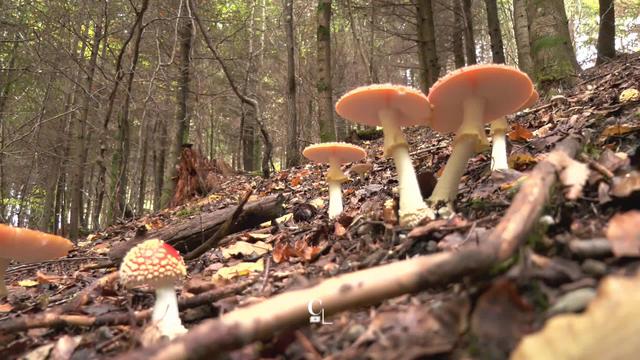 Des cours en forêt avec des experts pour percer le secret des champignons [RTS]