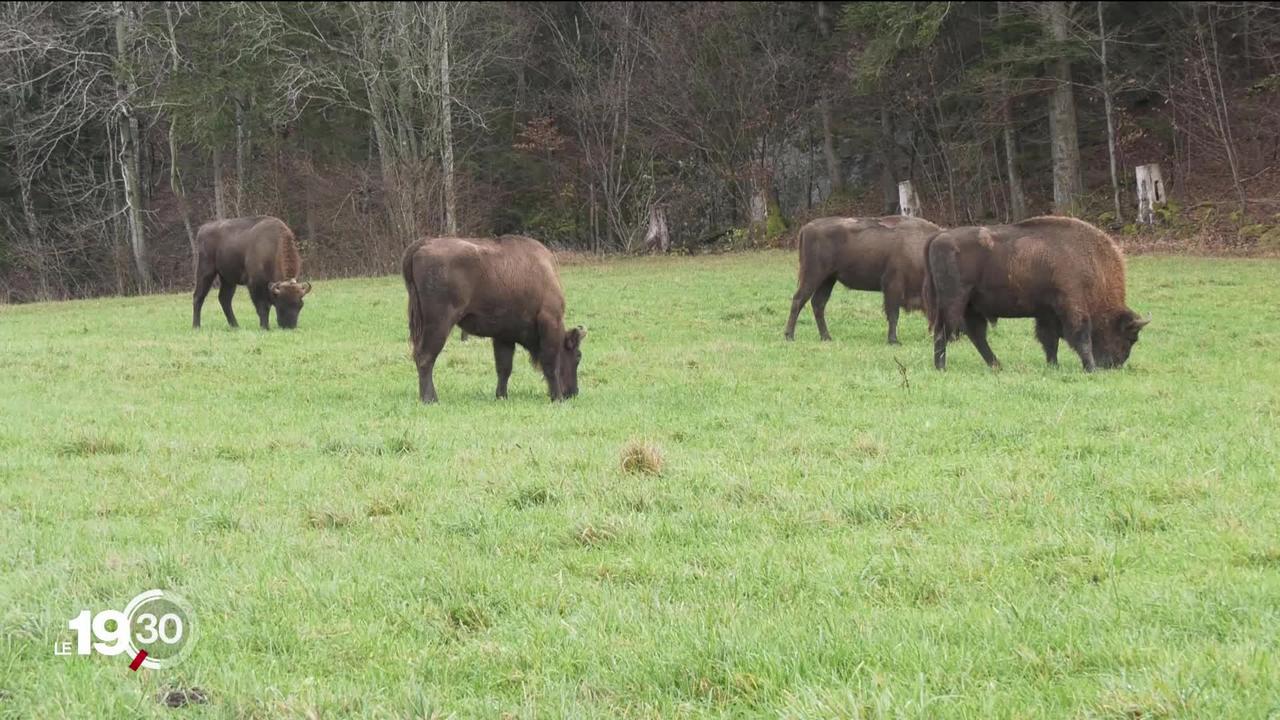 Dans le Jura, un projet veut réintroduire les bisons en pleine nature