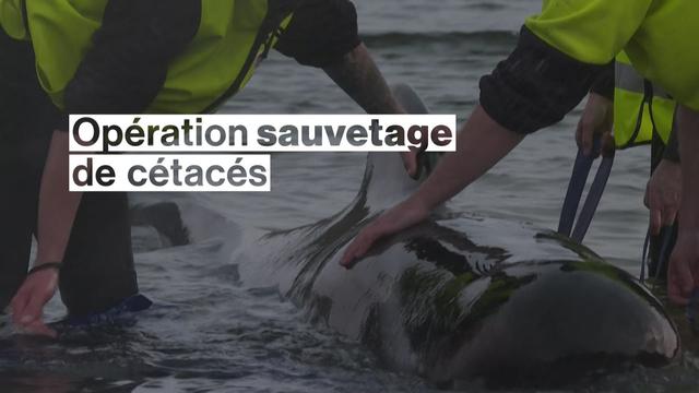 Près de 200 dauphins-pilotes ont péri après s'être échoués sur une plage de Tasmanie