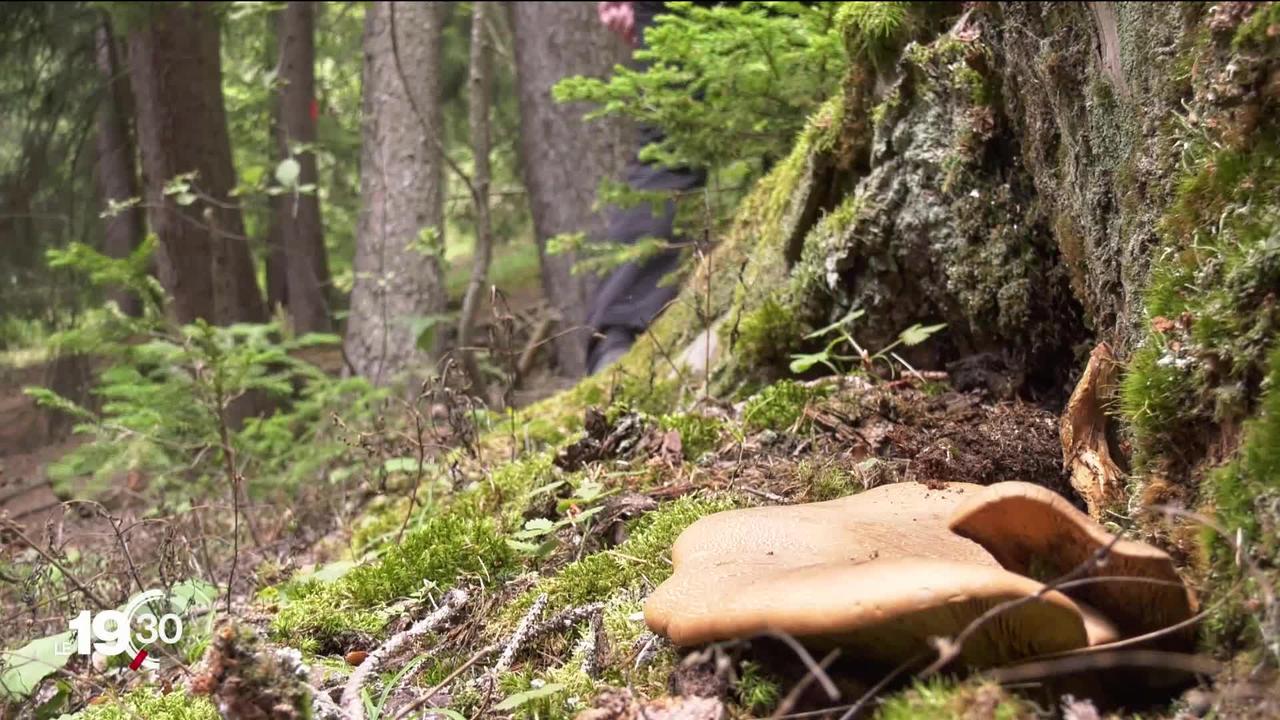 Très peu de champignons dans les forêts de Suisse à cause de la sécheresse