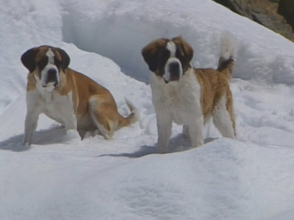 Les chiens du Saint-Bernard à l'Hospice du col du Grand-Saint-Bernard en 2006. [RTS]