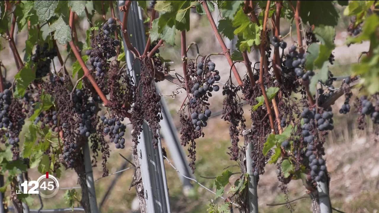 Après la pire récolte de l'histoire du vignoble valaisan, les experts cherchent à améliorer la gestion du mildiou
