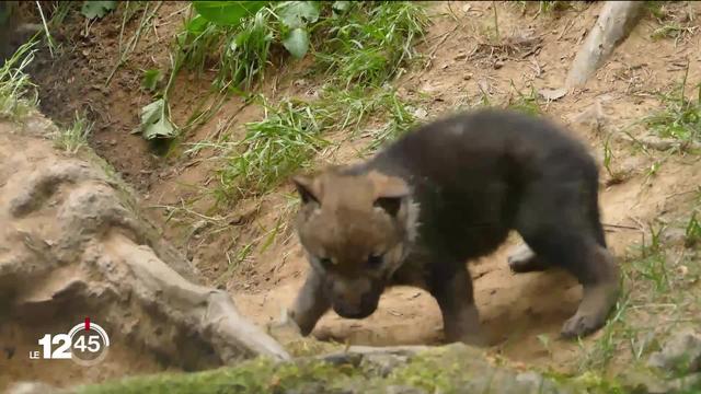 Une portée de louveteaux est née au zoo des Marécottes (VS), parc animalier le plus haut d'Europe