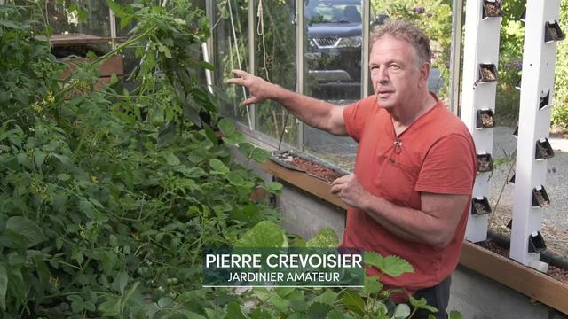 Faire pousser des légumes sans terre grâce à de l'eau et à des poissons, c'est l'aquaponie