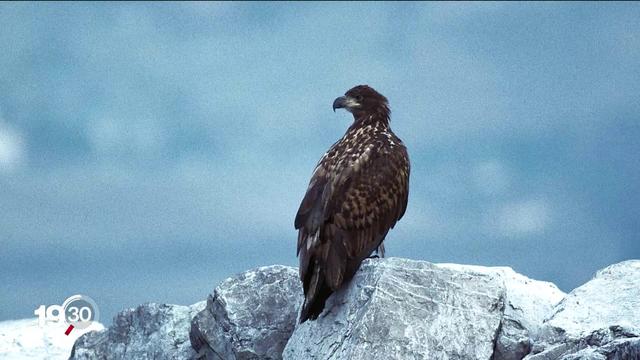 Un fauconnier de Sciez veut réintroduire des pygargues à queue blanche sur les rives du Léman