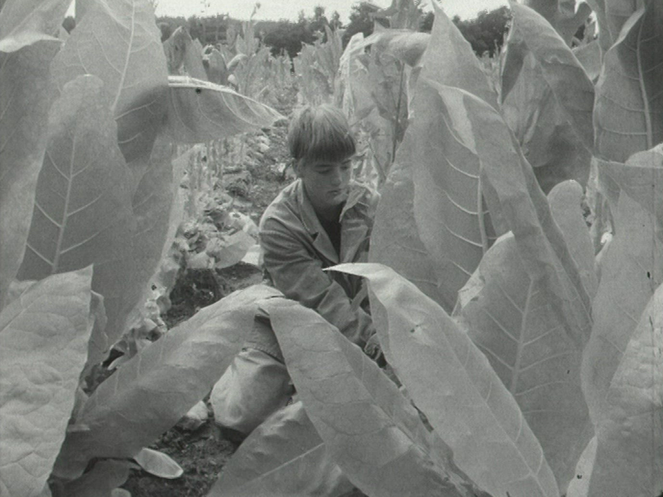 Les planteurs de tabac