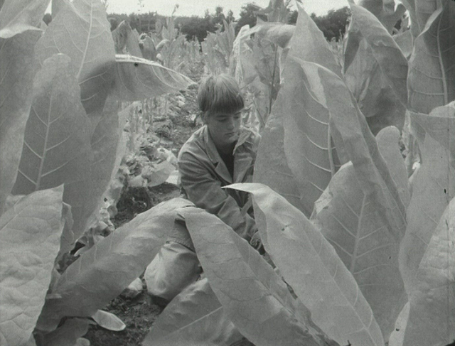 Les planteurs de tabac