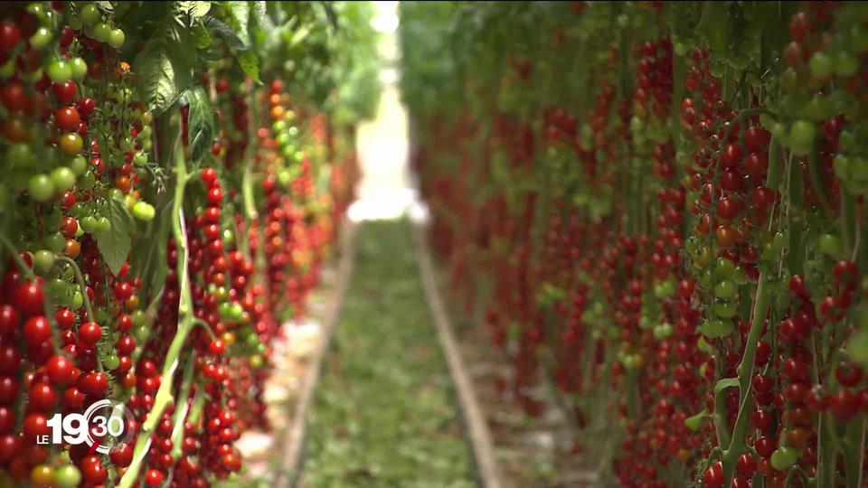 Les paysans mis au défi de continuer à assurer au moins 50% des besoins alimentaires suisses