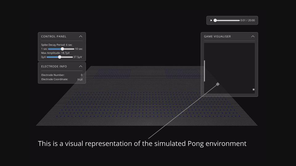 Pong joué par DishBrain