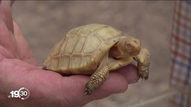 À Servion (VD), naissance d'une tortue albinos unique au monde