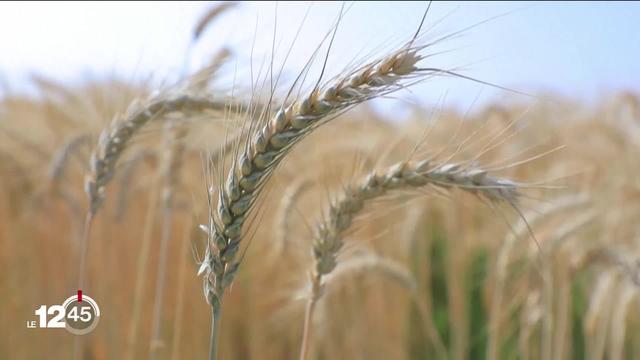 La guerre en Ukraine fait bondir le prix du blé. Des solutions sont étudiées à Genève