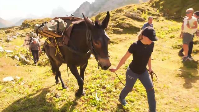 Des meules de fromage d'alpage transportées dans la vallée à l'ancienne à dos de mulet