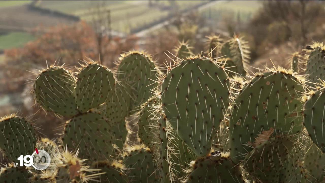 À la faveur du changement climatique, le cactus prolifère en Valais et préoccupe les biologistes