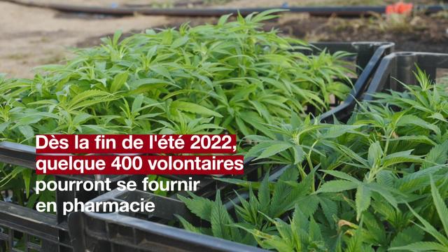 Du cannabis pousse en toute légalité dans un champ argovien