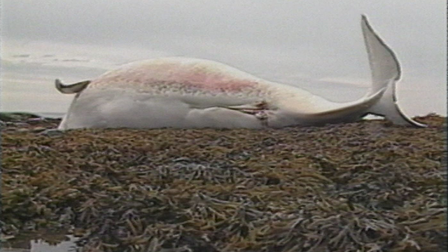 Le malheur des belugas