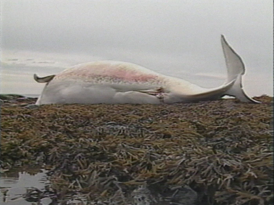 Le malheur des belugas