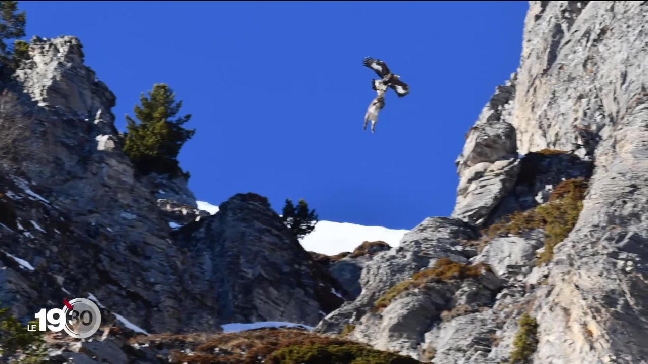En Valais, un bouquetin emporté dans les airs par un aigle royal. Décryptage d’une image rare.