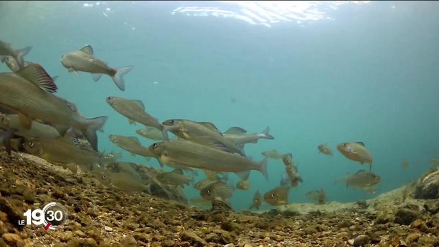 Hausse continue des températures aquatiques: Des mesures de protection pour les poissons ont été mises en place sur le Rhin