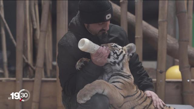 La destinée émouvante du bébé tigre Sangha, recueilli et sauvé au Parc animalier de Crémines.