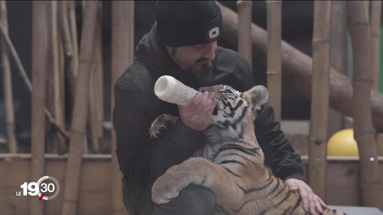 La destinée émouvante du bébé tigre Sangha, recueilli et sauvé au Parc animalier de Crémines.