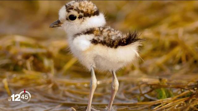 Le cimentier Holcim aménage des espaces dans la gravière d'Aigle pour protéger les nids des oiseaux migrateurs