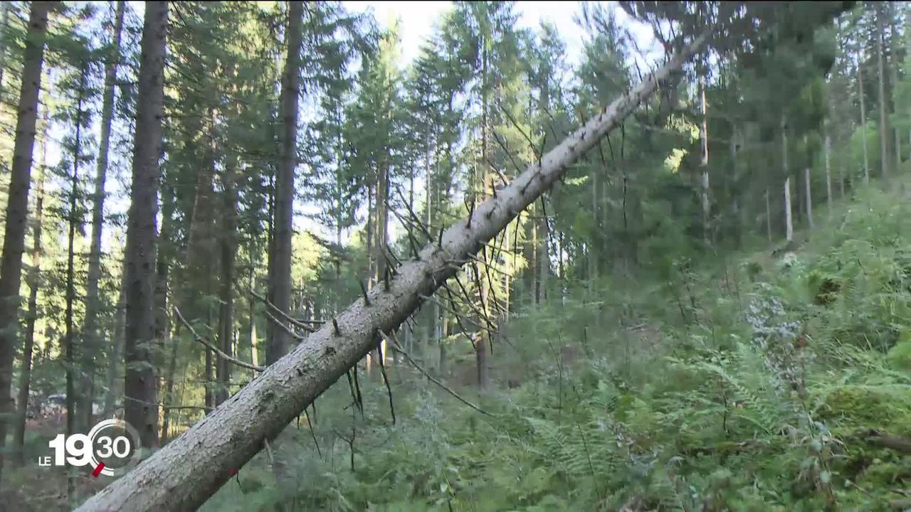 Dans le canton de Fribourg, une multitude d’arbres infestés par le bostryche ont dû être abattus
