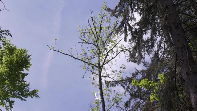 Deuxième arbre feuillu de suisse, l'existence du frêne est menacée par un champignon.