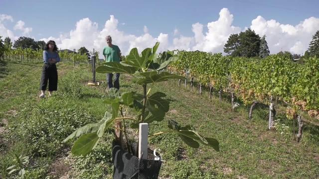 Des viticulteurs se dédient à la vitiforesterie, une culture durable de la vigne et qui favorise la biodiversité