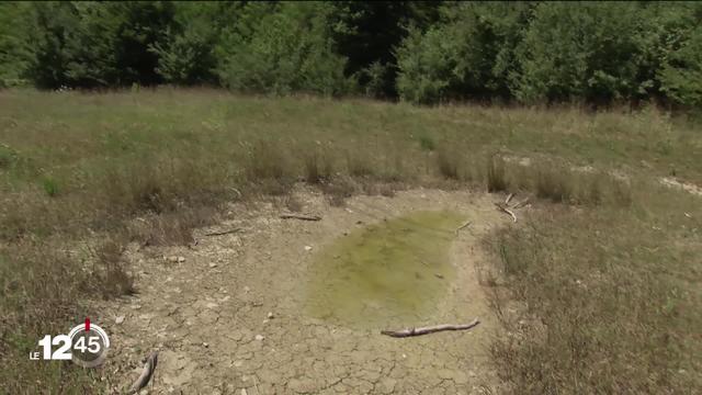 Après la canicule qui a touché la Suisse, les agriculteurs observent les fortes pluies de ces derniers jours avec inquiétude.