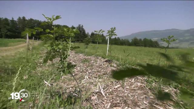 Les vagues de chaleurs de plus en plus fréquentes et intenses impactent le paysage Suisse