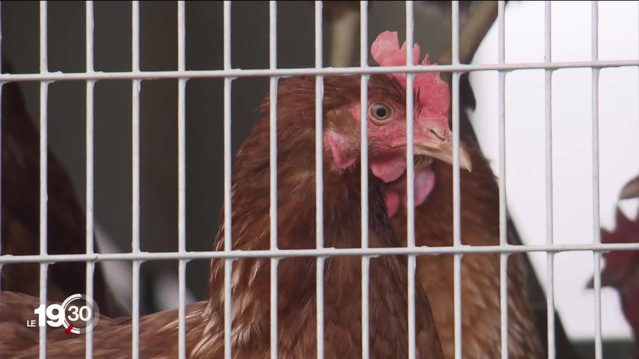 Une épidémie de grippe aviaire sans précédent touche l'Europe. En Suisse le premier cas a été détecté à Zurich le mois dernier.