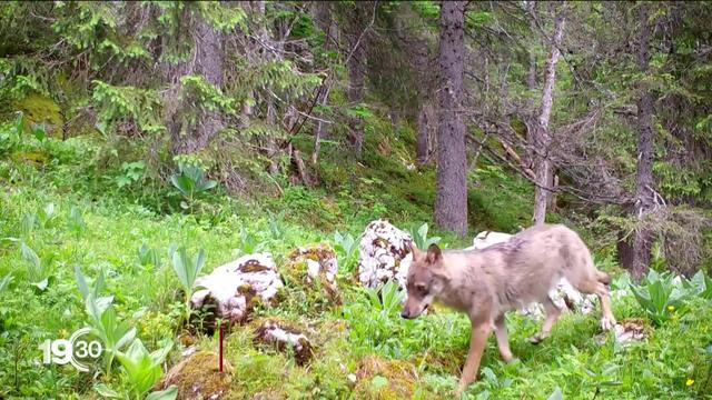 Les partisans et les adversaires du loup dans le Jura vaudois ont pu exprimer leurs désaccords hier soir