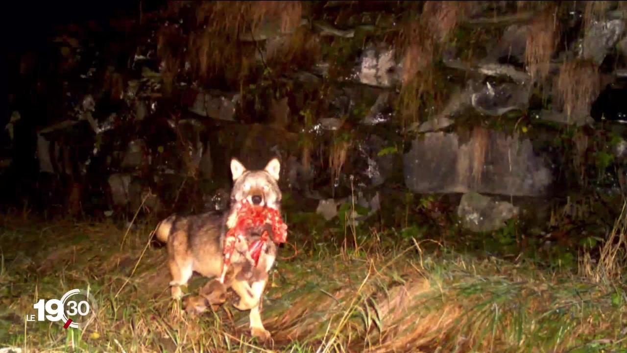 Une meute de loups sévit en ce moment dans les Grisons. L'abattage de deux individus vient d'être autorisé.