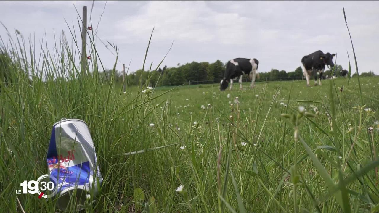 Les canettes en aluminium jetées dans les champs blessent de plus en plus de vaches et suscitent l’inquiétude des éleveurs