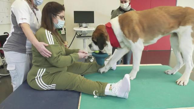 Les Saint-Bernard à la rescousse. Les chiens de la fondation Barry soutiennent des patients dans leur Education physique