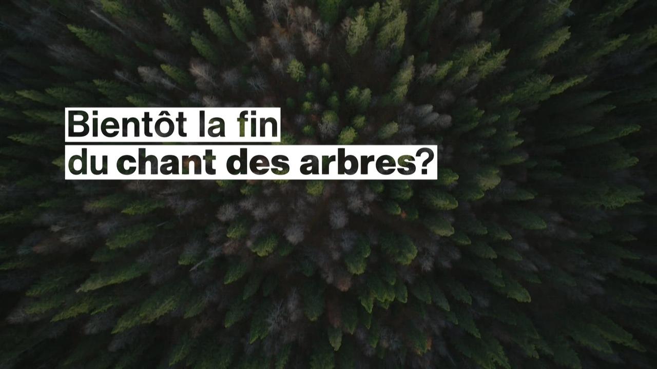 Dans la forêt du Risoux, le réchauffement climatique menace le chant des arbres.