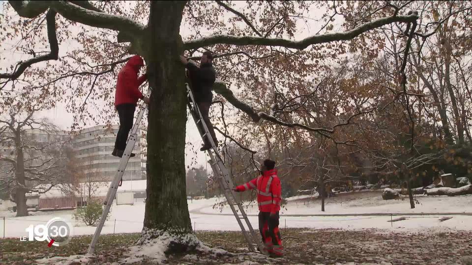 Un projet romand veut surveiller la santé des arbres avec des boîtiers connectés