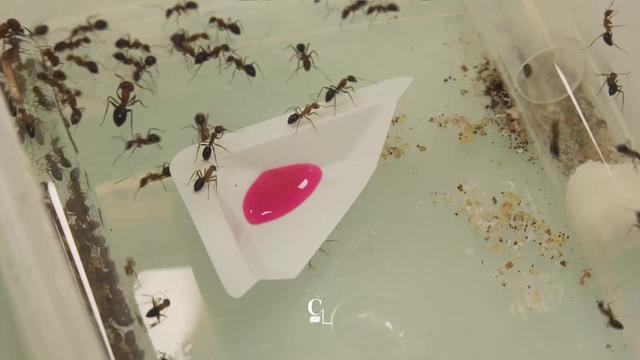 Les fourmis utilisent un mystérieux bouche-à-bouche pour communiquer efficacement entre elles