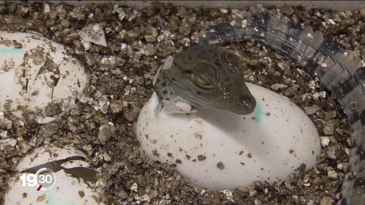 Vingt nouveaux bébés crocodiles sacrés sont nés à Aquatis