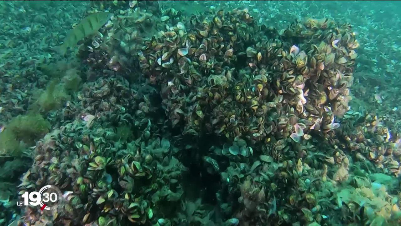 La propagation des moules quagga rend l’eau des lacs romands plus claire, mais elle n’a rien de réjouissante