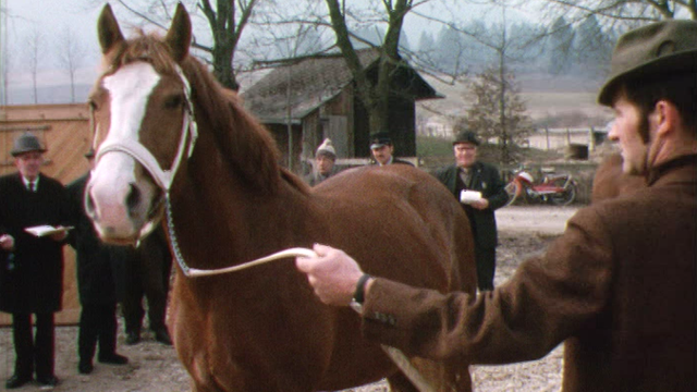 Concours et vente de chevaux à Corgémont [RTS]